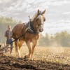 Studbook vlaams-paard-asbl