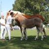 Studbook vlaams-paard-asbl