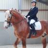 Studbook vlaams-paard-asbl