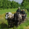 belgian-highland-pony-society