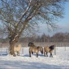 belgian-highland-pony-society