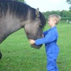 belgian-highland-pony-society