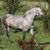 Association Belge du Cheval Barbe (ABCB)