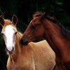 Association Belge du Cheval Barbe (ABCB)