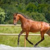 Association Belge des Eleveurs de Chevaux Lusitaniens (ABEL)