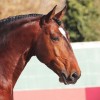 Association Belge des Eleveurs de Chevaux Lusitaniens (ABEL)