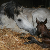 Ter Dieschoot" is een gynaecologisch begeleidingscentrum voor paarden- Centre de gynécologie pour chevaux