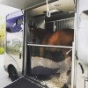 Capro equine travel  