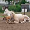 Natur Horses - Refuges pour chevaux - Photo Equihorse