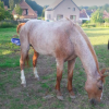 Natur Horses - Refuges pour chevaux - Photo Equihorse