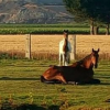 Natur Horses - Refuges pour chevaux - Photo Equihorse