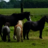 Natur Horses - Refuges pour chevaux - Photo Equihorse