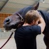 Jolan Lorant - Ostéopathe équin - Photos Equihorse