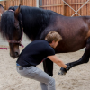 Jolan Lorant - Ostéopathe équin - Photos Equihorse