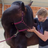 Lorant Jolan Kinesitherapie osteopathie equine - Photos Equihorse