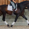 Lorant Jolan Kinesitherapie osteopathie equine - Photos Equihorse