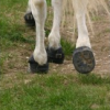 SOS Sabots soins-des-sabots-hipposandales