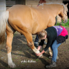 E-KI-LIBRE - Shiatsu équin -  Photo Equihorse