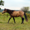 Fabienne Letot - Shiatsu équin - Photo Equihorse