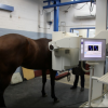 Imagerie médicale chez le cheval - Photo Equihorse