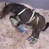 Le cheval a terre- conseils veterinaires - Photo Equihorse
