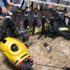 Le cheval a terre- conseils veterinaires - Photo Equihorse