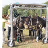 Le cheval a terre- conseils veterinaires - Photo Equihorse