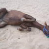 Les coliques chez le cheval - Photo Equihorse