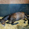 Les coliques chez le cheval - Photo Equihorse