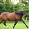 Clinique Veterinaire, Dierenkliniek Demorette à Asse -  Photo Equihorse