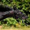 Clinique Veterinaire, Dierenkliniek Demorette à Asse -  Photo Equihorse