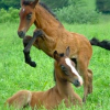 Clinique Veterinaire, Dierenkliniek Demorette à Asse - Photo Equihorse