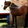 Les Bienfaits de la douche pour le cheval - Photo Equihorse