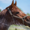 Les Bienfaits de la douche pour le cheval - Photo Equihorse