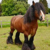 Musée du Cheval de trait belge