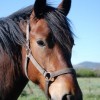 Cheval  du Vercors de Barraquand