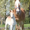 Stud-book Belge du Haflinger