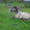 Belgian Highland Pony Society