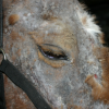 Comment réagir face à une alopécie chez le cheval?